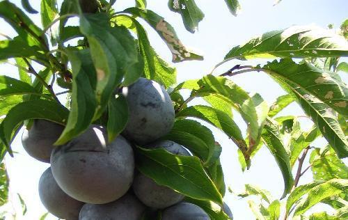 Три самых лучших сорта крупных слив. Виды сортов сливы с самыми крупными плодами 04