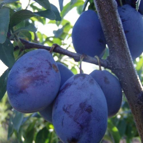 Сорта слив по алфавиту. Сорта слив – 60 сортов 2022 года с описанием и фото