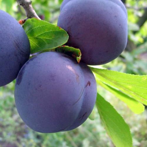 Сорта слив по алфавиту. Сорта слив – 60 сортов 2022 года с описанием и фото