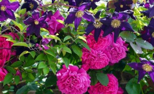 Какие цветы с какими сажать. Что с чем нельзя сажать и почему