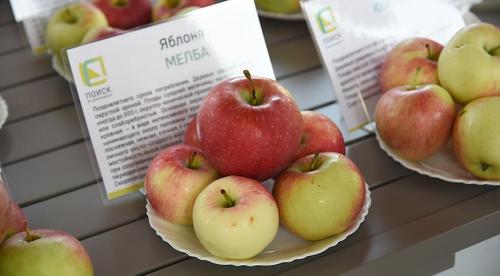 Яблони зимние сорта для средней полосы. Особенности региона 08 Яблони зимние сорта для средней полосы. Особенности региона 08