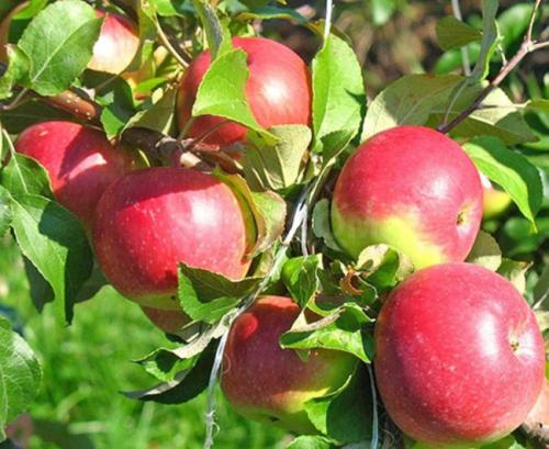 Яблони зимние сорта для средней полосы низкорослые. Лучшие сорта низкорослых яблонь