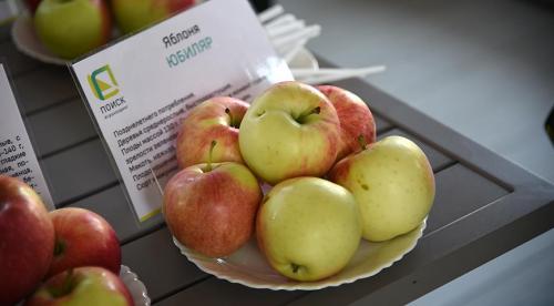 Яблони зимние сорта для средней полосы. Особенности региона 09 Яблони зимние сорта для средней полосы. Особенности региона 09