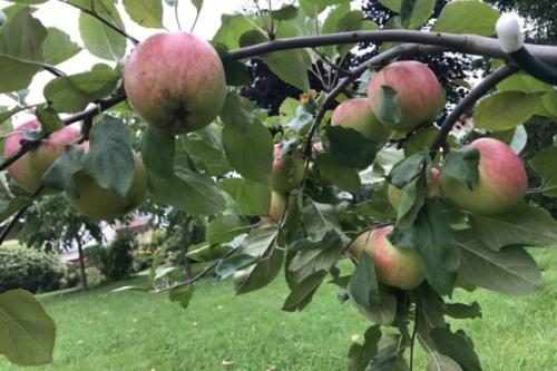 Яблони зимние сорта для средней полосы низкорослые. Лучшие сорта низкорослых яблонь