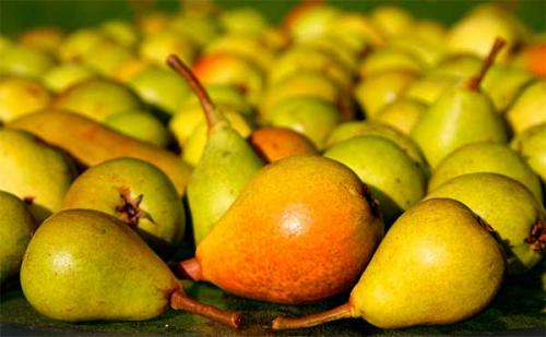 Зимние сорта груш