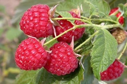 Что нельзя сажать рядом со сливой. Соседи сливы на участке, что можно посадить рядом