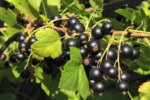 Что нельзя сажать рядом со сливой. Соседи сливы на участке, что можно посадить рядом