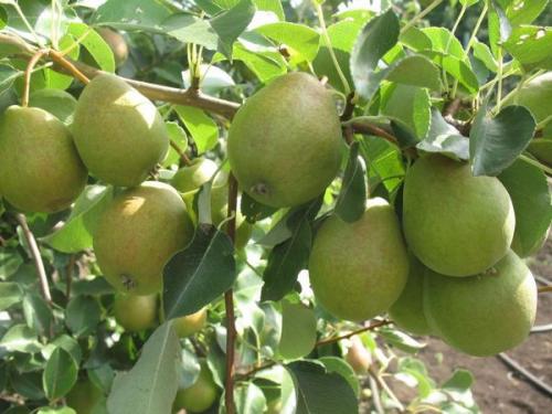 Зимние сорта груш