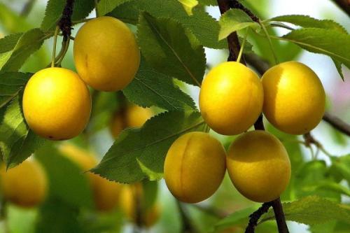 Что нельзя сажать рядом со сливой. Соседи сливы на участке, что можно посадить рядом