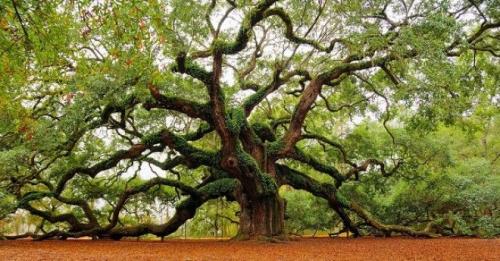 Что нельзя сажать рядом со сливой. Соседи сливы на участке, что можно посадить рядом 11