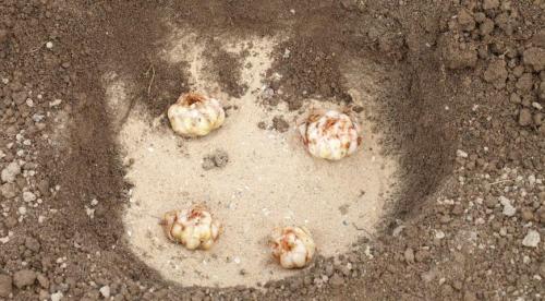 Как сажать и ухаживать за лилиями в открытом грунте. Посадка и уход за лилиями в открытом грунте 06