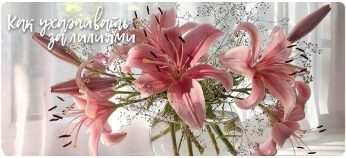 Как ухаживать за лилией в вазе. Как сохранить букет из срезанных лилий в домашних условиях подольше