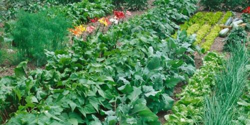 Улучшите урожайность и защитите почву с помощью севооборота и смешанных посадок 03 Улучшите урожайность и защитите почву с помощью севооборота и смешанных посадок 03