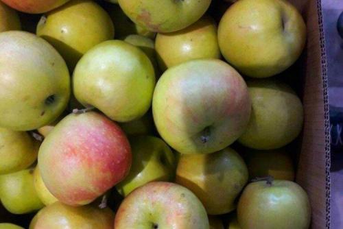 Осенние яблоки сорта для подмосковья. Лучшие сорта яблок для Подмосковья: фото, названия и описания (каталог)