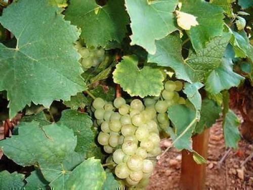 Как определить сорт винограда по внешнему виду. Определение вида по листьям