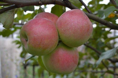 Осенние яблоки сорта для подмосковья. Лучшие сорта яблок для Подмосковья: фото, названия и описания (каталог)