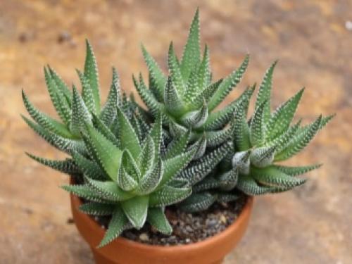 На окне выходящем на север желательно размещать растения. Комнатные растения для северных окон: полный список 10