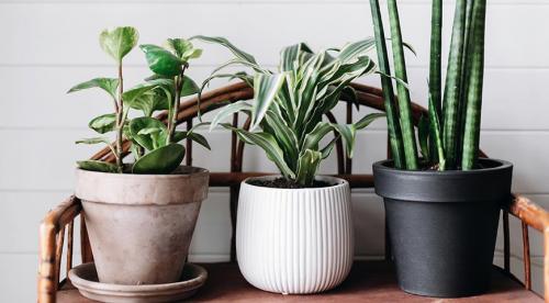 На окне выходящем на север желательно размещать растения. Комнатные растения для северных окон: полный список 05