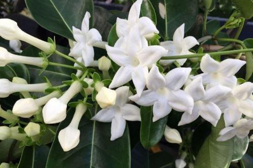 Комнатные растения на окне. Комнатные цветы: фото и названия (каталог)