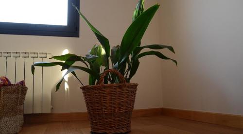 На окне выходящем на север желательно размещать растения. Комнатные растения для северных окон: полный список 04