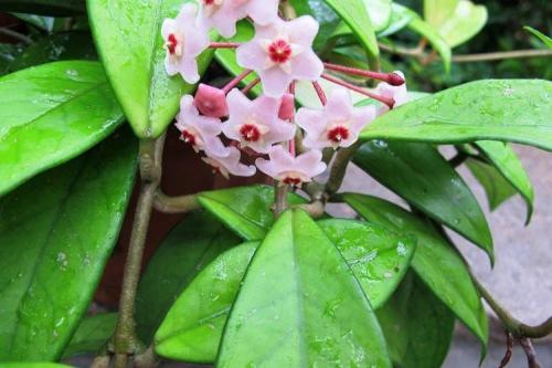 Комнатные растения на окне. Комнатные цветы: фото и названия (каталог)