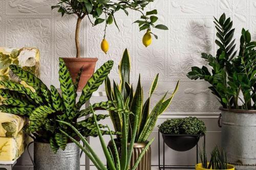 Комнатные растения на окне. Комнатные цветы: фото и названия (каталог)