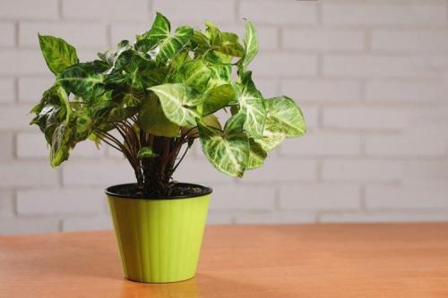 Комнатные растения на окне. Комнатные цветы: фото и названия (каталог)