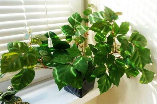 Комнатные растения на окне. Комнатные цветы: фото и названия (каталог)