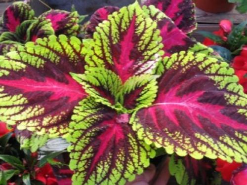 На окне выходящем на север желательно размещать растения. Комнатные растения для северных окон: полный список 26