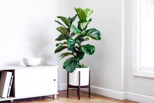 Комнатные растения на окне. Комнатные цветы: фото и названия (каталог)