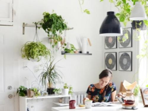 На окне выходящем на север желательно размещать растения. Комнатные растения для северных окон: полный список 09