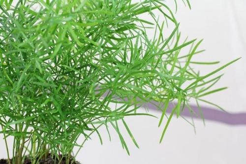 Комнатные растения на окне. Комнатные цветы: фото и названия (каталог)