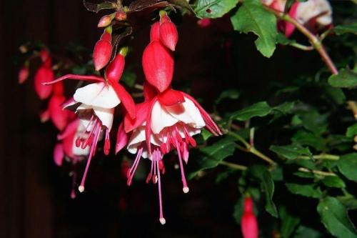 Комнатные растения на окне. Комнатные цветы: фото и названия (каталог)