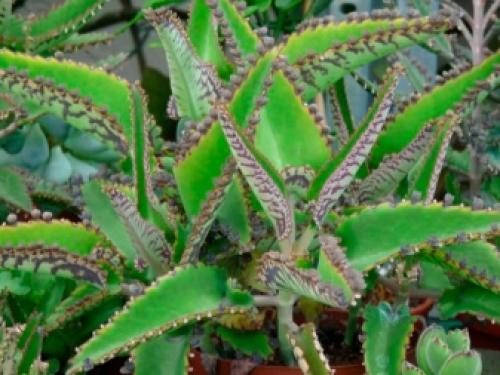 На окне выходящем на север желательно размещать растения. Комнатные растения для северных окон: полный список 25