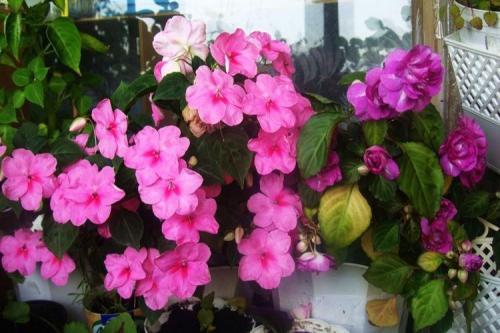 Комнатные растения на окне. Комнатные цветы: фото и названия (каталог)