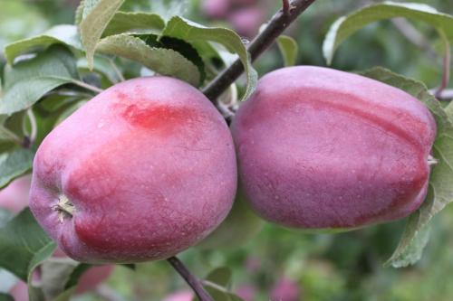 Летние сорта красных яблок. Особенности раннеспелых видов 15 Летние сорта красных яблок. Особенности раннеспелых видов 15