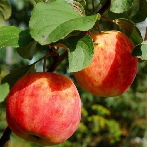 Супер ранние сорта яблок. Ранние яблоки – ТОП-28 сортов 2023 года