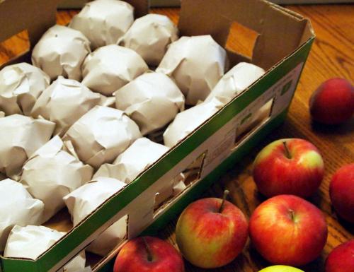 Летние сорта красных яблок. Особенности раннеспелых видов 11 Летние сорта красных яблок. Особенности раннеспелых видов 11