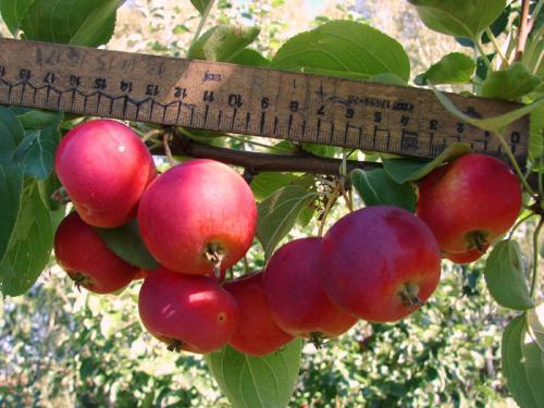 Супер ранние сорта яблок. Ранние яблоки – ТОП-28 сортов 2023 года