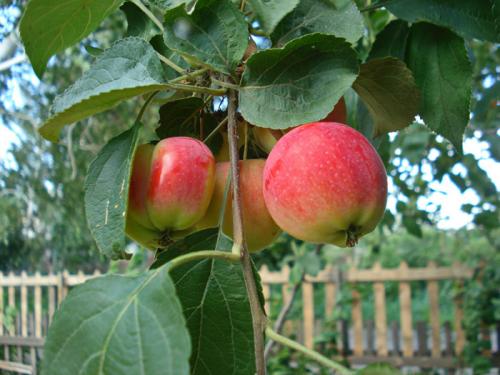 Супер ранние сорта яблок. Ранние яблоки – ТОП-28 сортов 2023 года