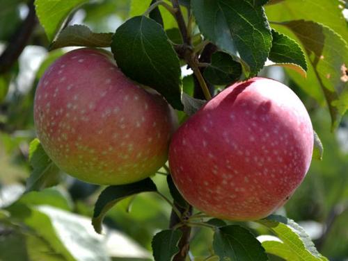 Супер ранние сорта яблок. Ранние яблоки – ТОП-28 сортов 2023 года