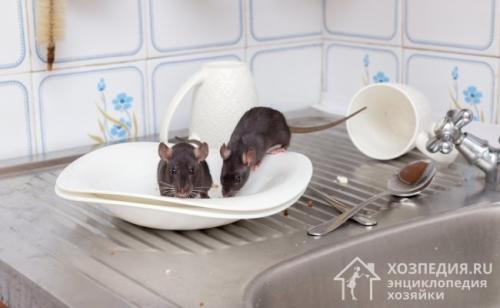 Как избавиться от мышей в стене дома. Как избавиться от мышей в квартире