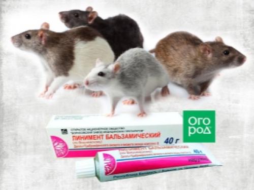 Как уберечь огород и урожай от грызунов. Профилактические меры — гарантия успеха в борьбе с грызунами 10