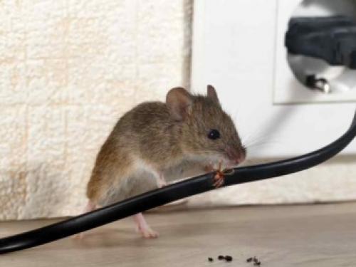 Как уберечь огород и урожай от грызунов. Профилактические меры — гарантия успеха в борьбе с грызунами 12