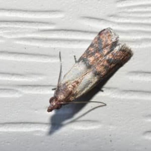 Как защитить свеклу от грызунов. Спасаем урожай от незваных гостей: как узнать, кто грызет свеклу на грядке и победить вредителя быстро и просто