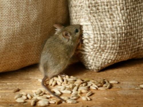 Как уберечь огород и урожай от грызунов. Профилактические меры — гарантия успеха в борьбе с грызунами 11