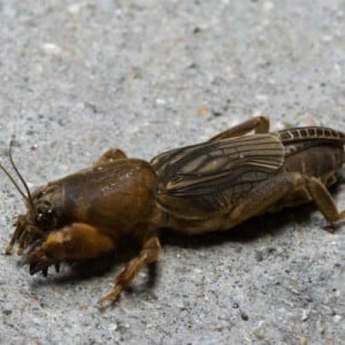 Как защитить свеклу от грызунов. Спасаем урожай от незваных гостей: как узнать, кто грызет свеклу на грядке и победить вредителя быстро и просто