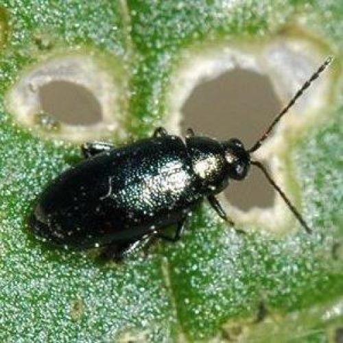 Как защитить свеклу от грызунов. Спасаем урожай от незваных гостей: как узнать, кто грызет свеклу на грядке и победить вредителя быстро и просто