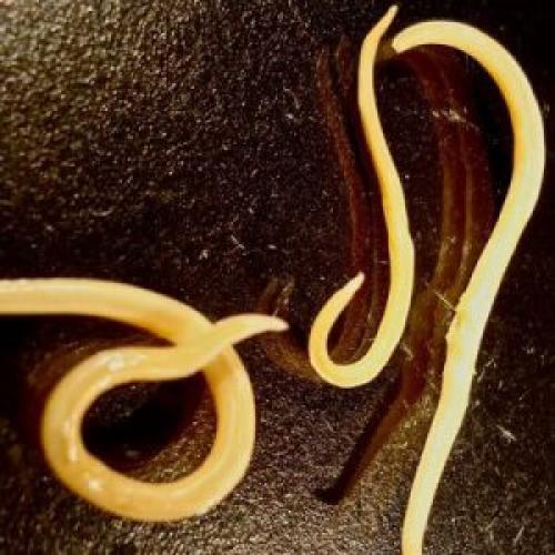 Как защитить свеклу от грызунов. Спасаем урожай от незваных гостей: как узнать, кто грызет свеклу на грядке и победить вредителя быстро и просто