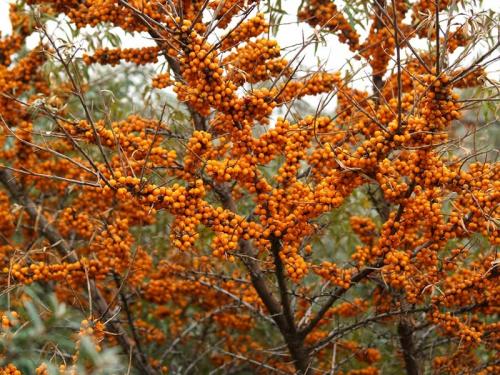 Совместимость фруктовых деревьев в саду таблица. Совместимость и несовместимость растений в саду (деревьев, кустарников, винограда, земляники, огородных культур) 07